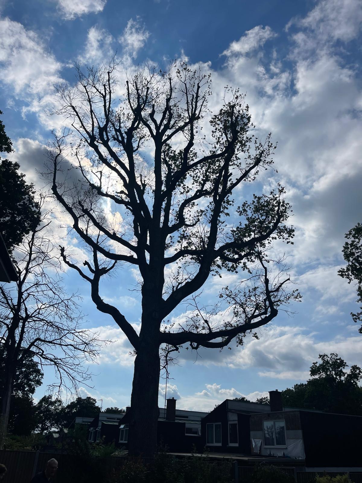 Tree surgery project by Clive Richards Tree Surgery in Surrey and West Sussex - photo 11